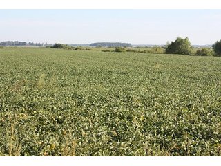 Property photo 48 - ILLINOIS LAND AUCTION - 705+/- ACRES OFFERED IN 16 TRACTS IN EDWARDS COUNTY, ILLINOIS